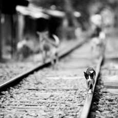 on-the-prowl