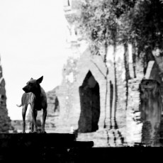 guard-of-ayutthaya-print