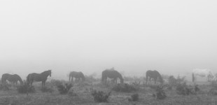 Harras in the Mist