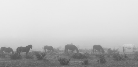 Harras In The Mist
