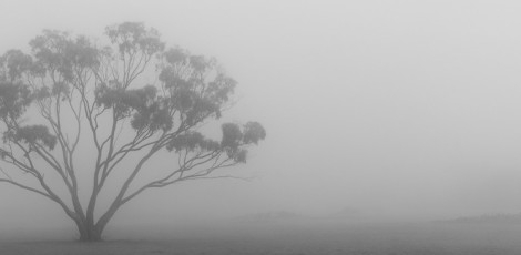 Mist of the Morn